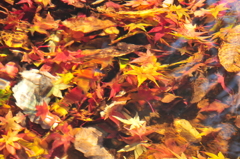 2008.11.21 273