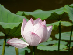 2008.7.12kyk 010