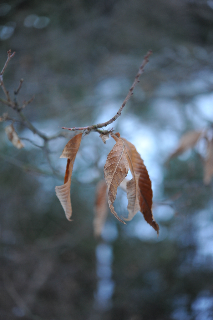 2011.01.25 d700 1249