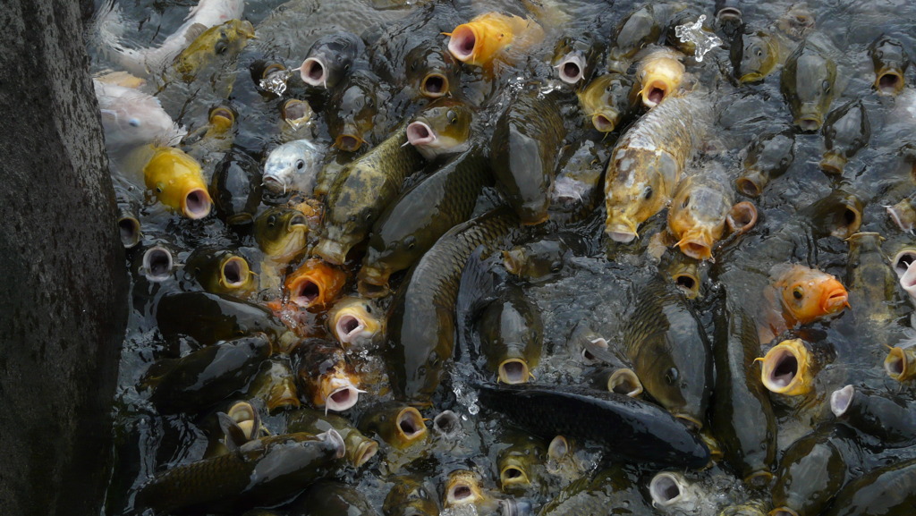 餓鬼の池