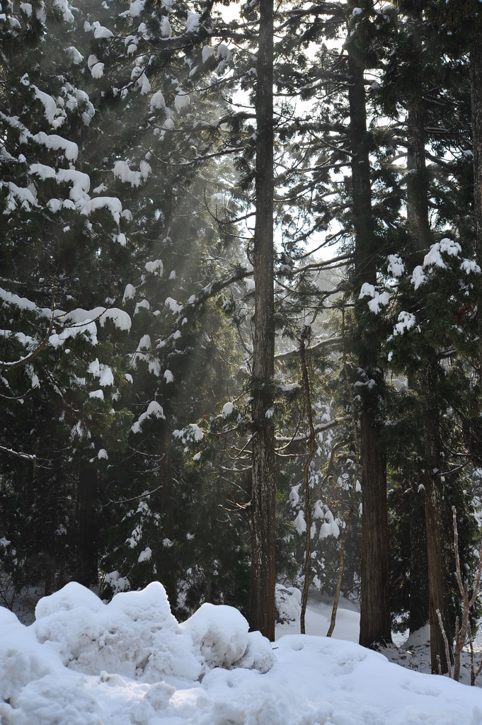 2011.01.10 d700 609