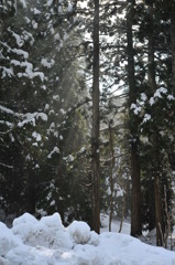 2011.01.10 d700 609
