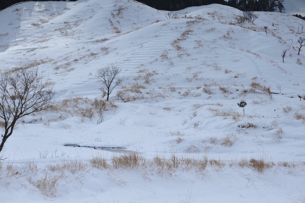 2011.01.25 d700 1541