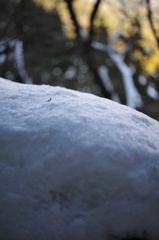 2011.01.25 d700 1489
