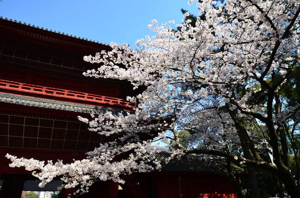 三解脱門と桜