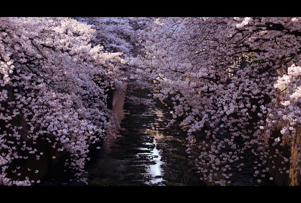 両手に桜