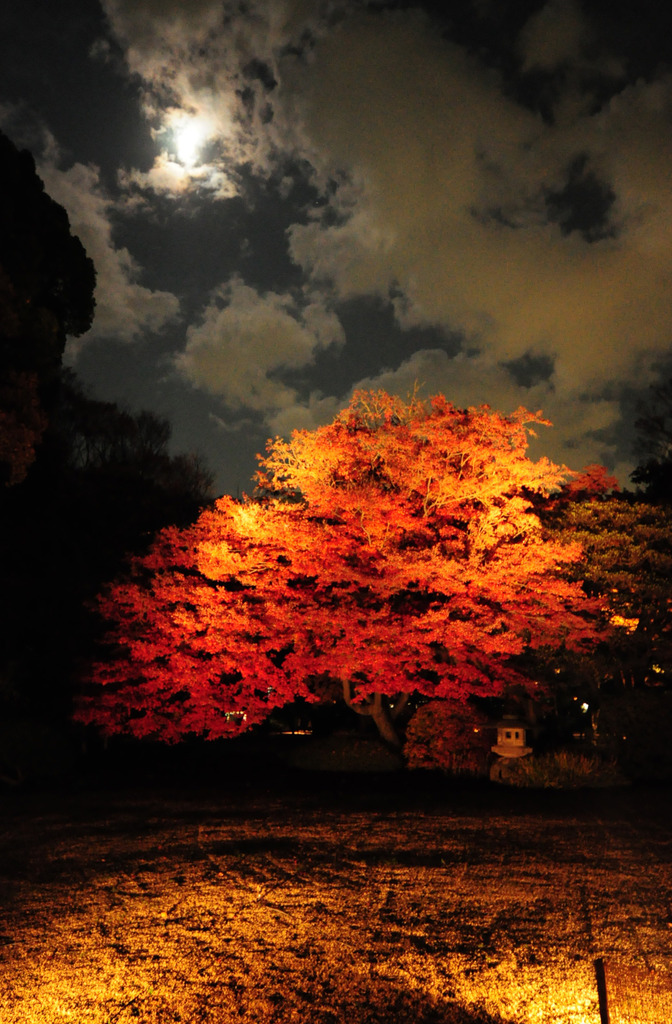 六義園 紅葉ライトアップ β