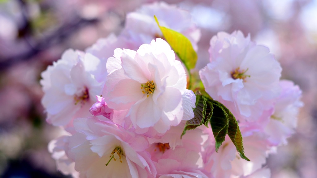 八重桜