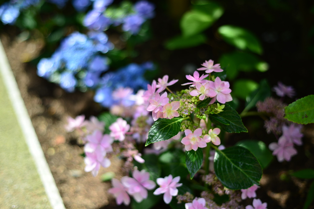 紫陽花のつづき・・・