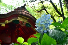 愛宕山の紫陽花