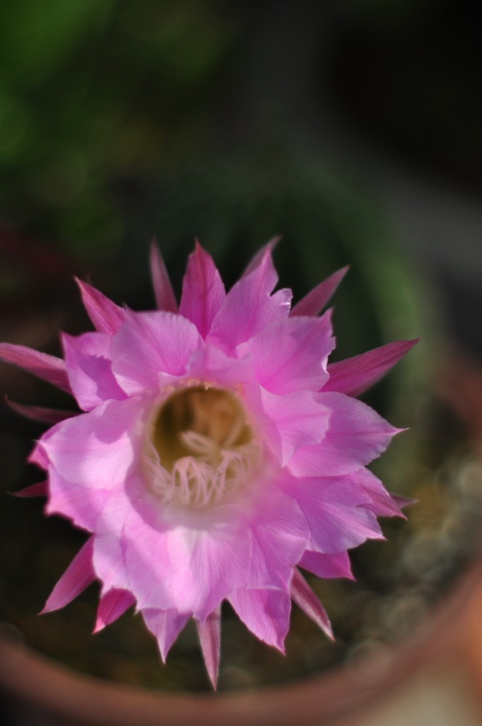 サボテンの花
