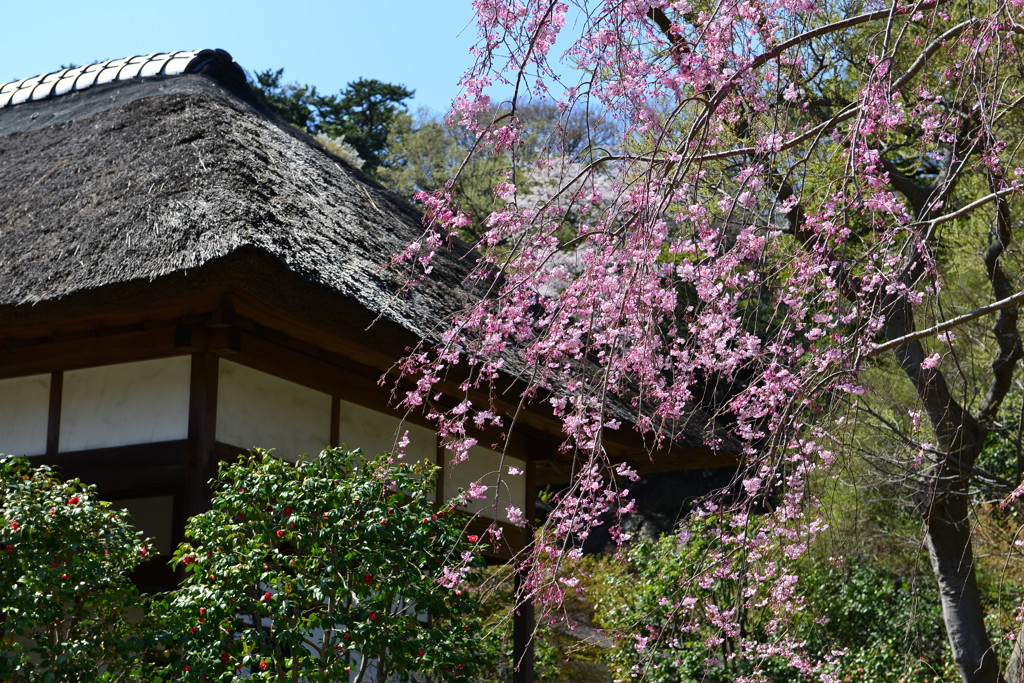 桜日和