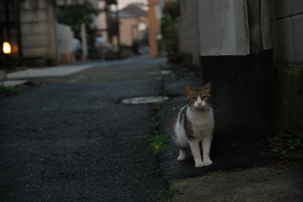 猫