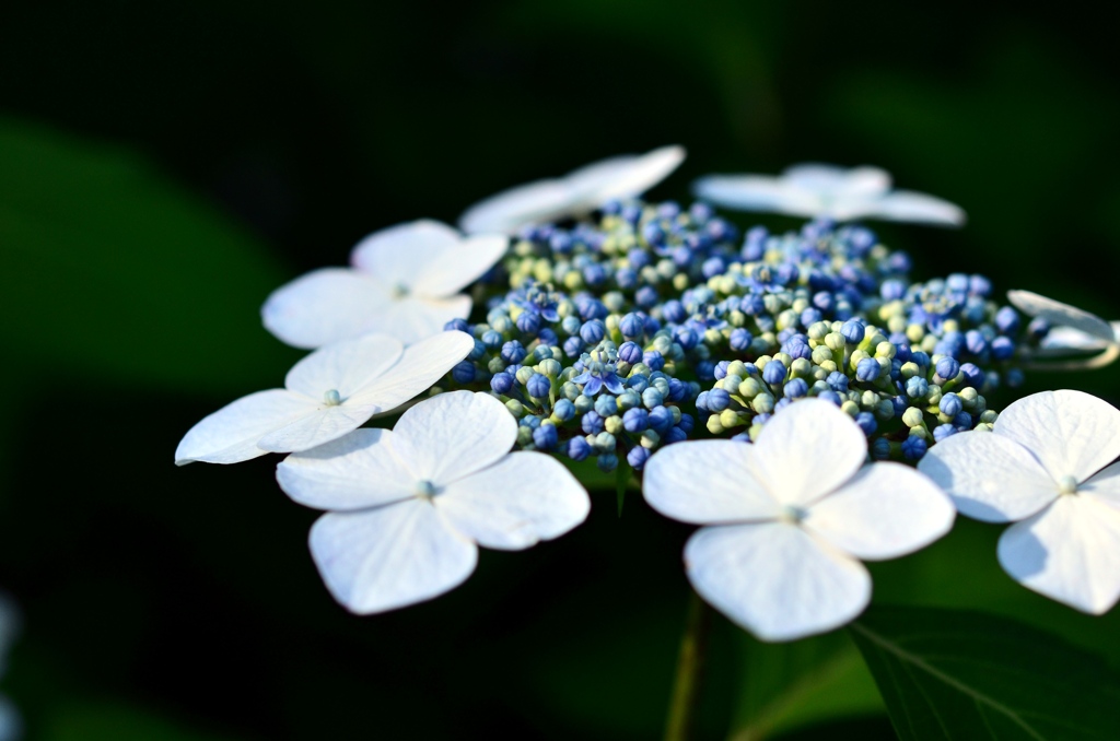 紫陽花の季節