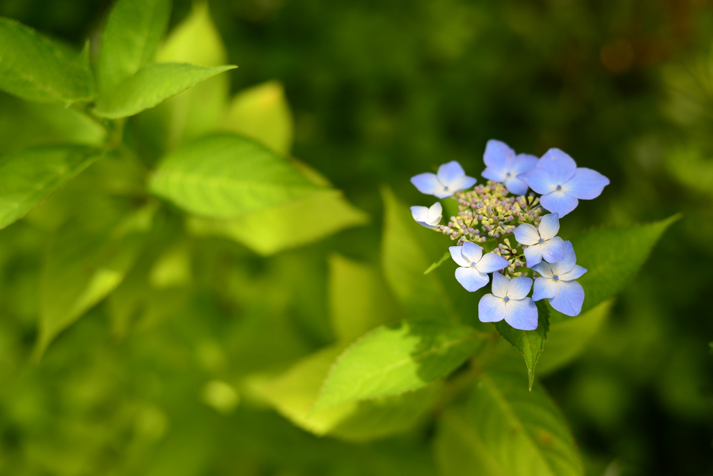 今年の初紫陽花