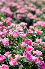 薔薇の園