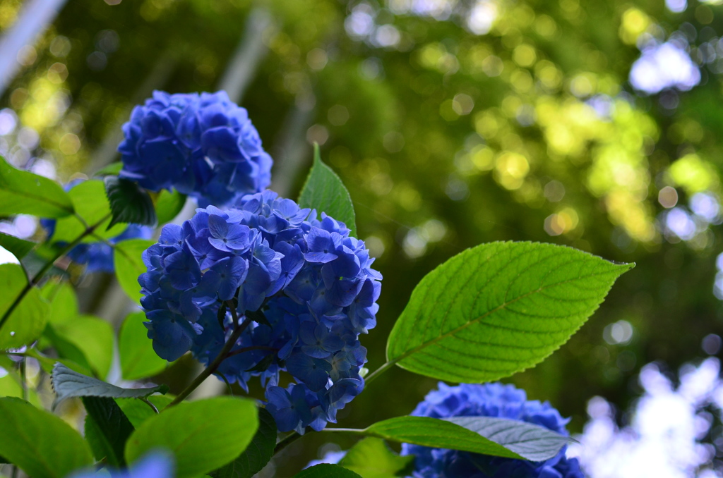鎌倉の紫陽花