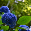 鎌倉の紫陽花