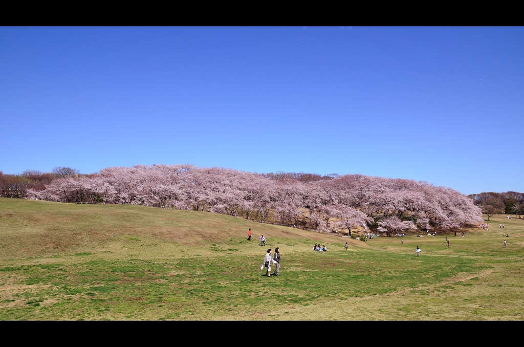 根岸森林公園の桜