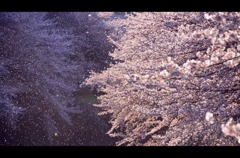 cherry blossoms snowstorm　～桜吹雪～