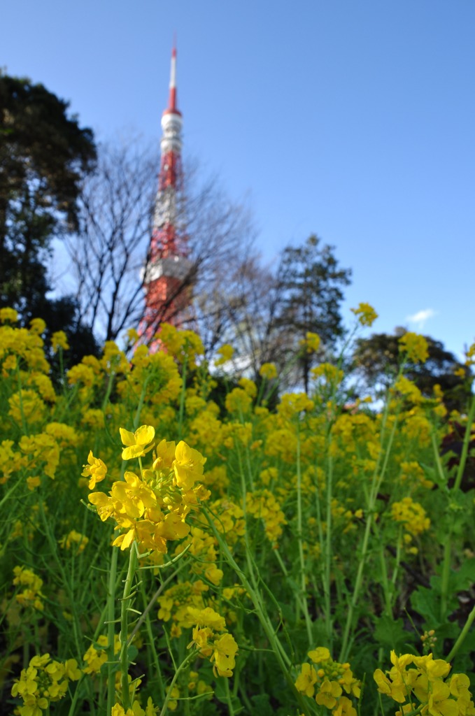 菜の花と東京タワー