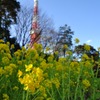 菜の花と東京タワー