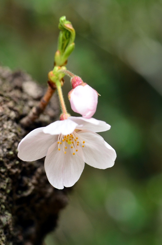 花二輪