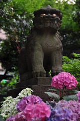 狛犬と紫陽花