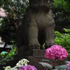 狛犬と紫陽花