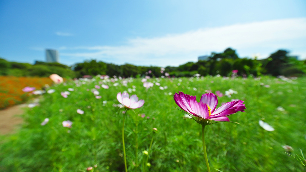 ～秋桜～γ