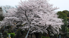 桜とふたりα