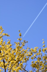 サンシュユと飛行機雲