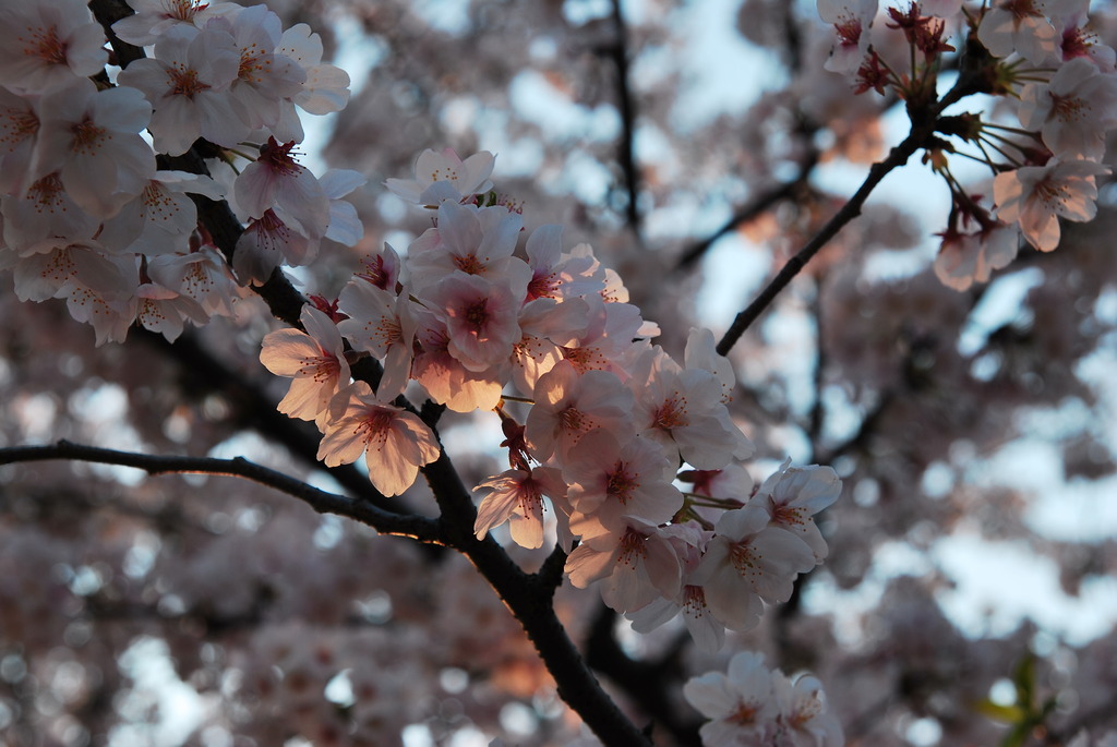 夕陽に透ける・・