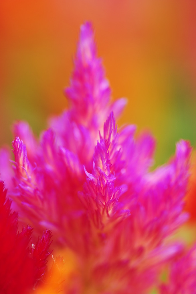 Burning Pink