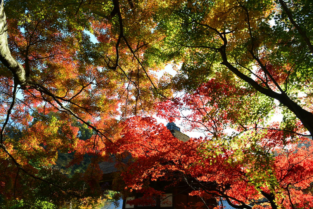 錦の天井