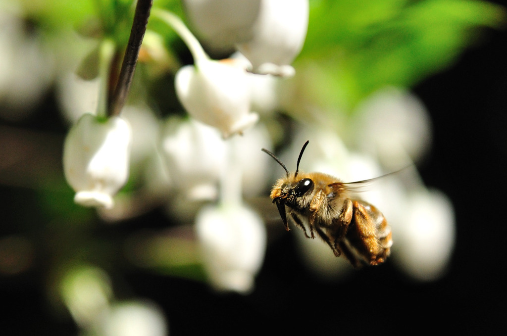 hovering honeybee!