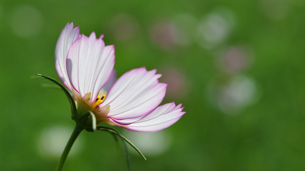 ～秋桜～β