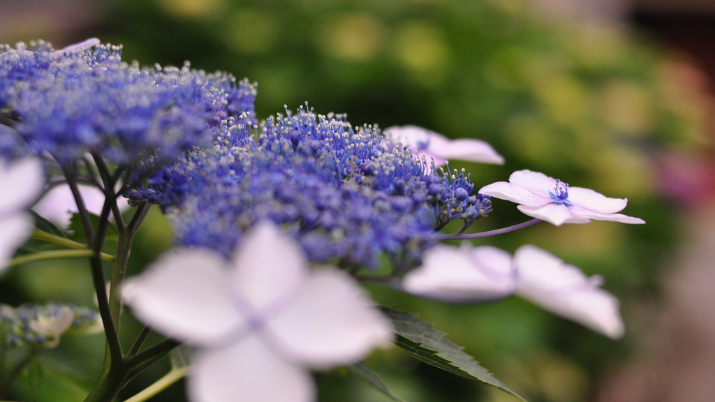 紫陽花γ