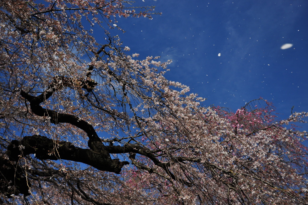 桜散る・・・