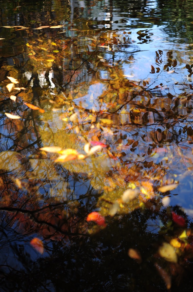 水面に映る紅葉