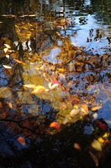 水面に映る紅葉