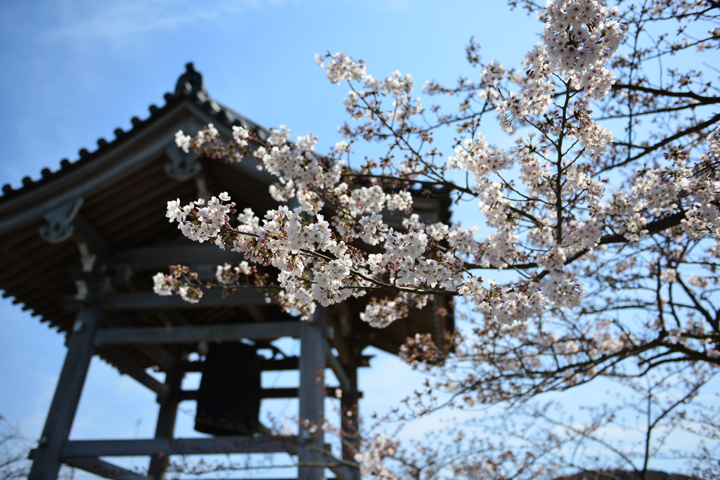 鐘つき堂と桜