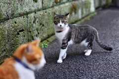背伸び