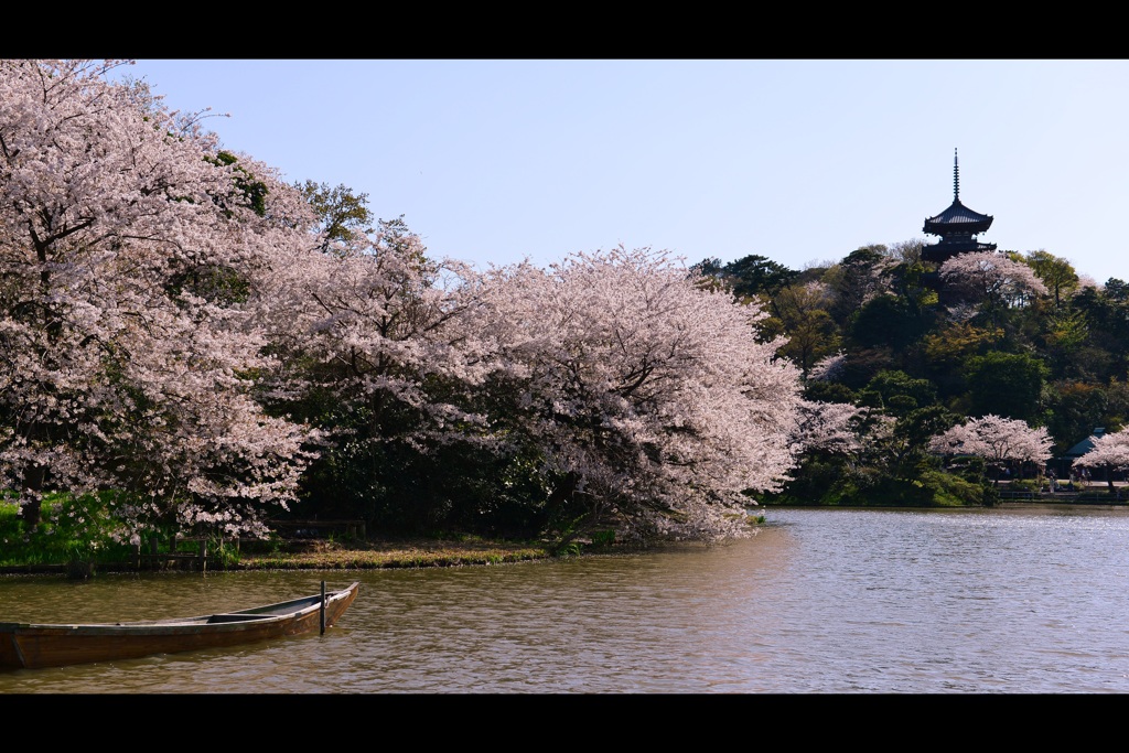 三溪園の桜