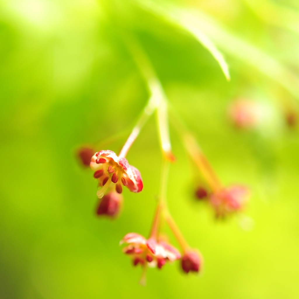 もみじの花