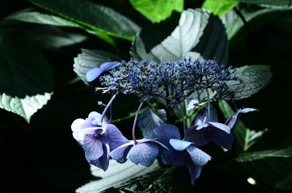 ガク～紫陽花
