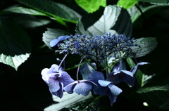 ガク～紫陽花