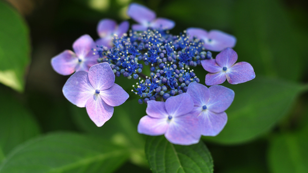 紫陽花δ