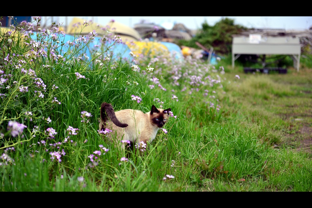漁村の猫