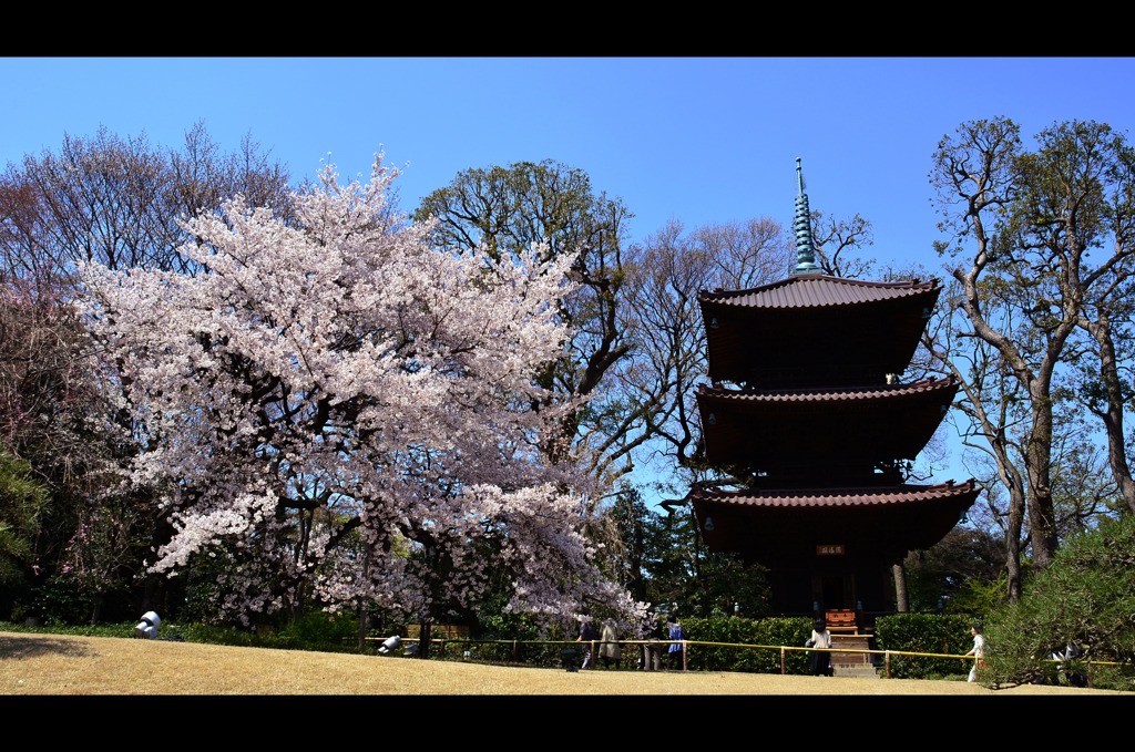 桜と三重塔